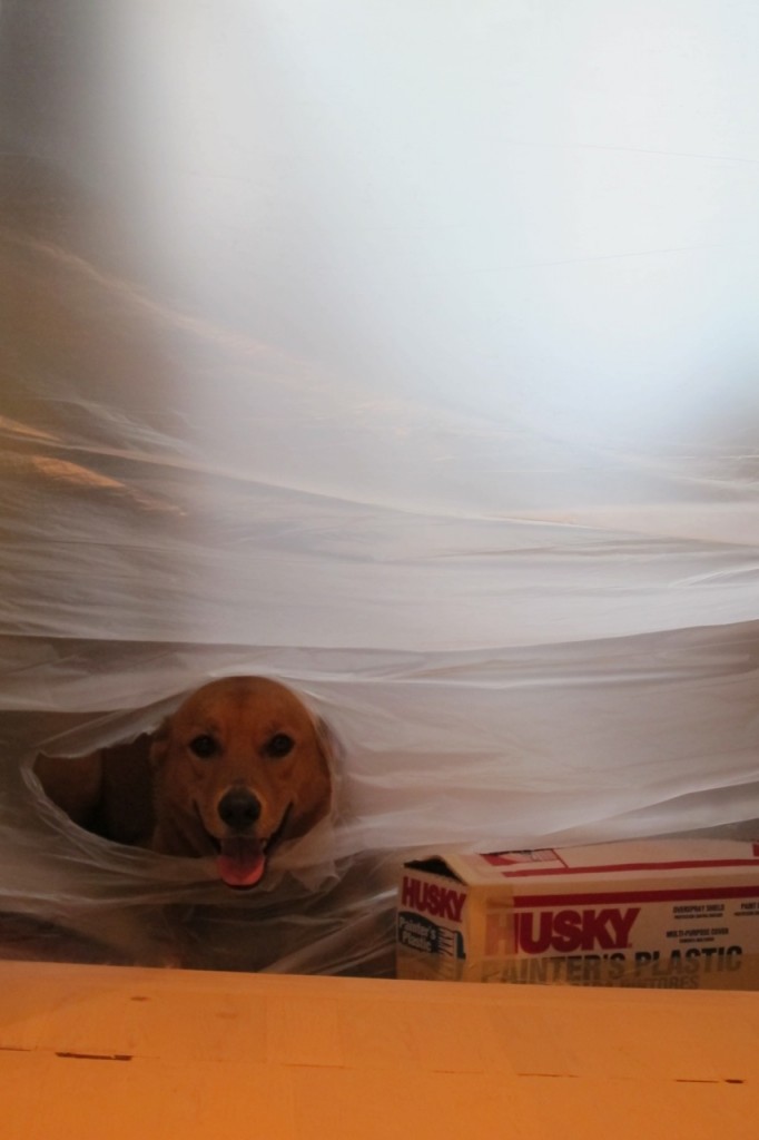 lucy in plastic